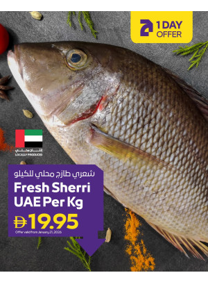 One Day Only - Adcoops