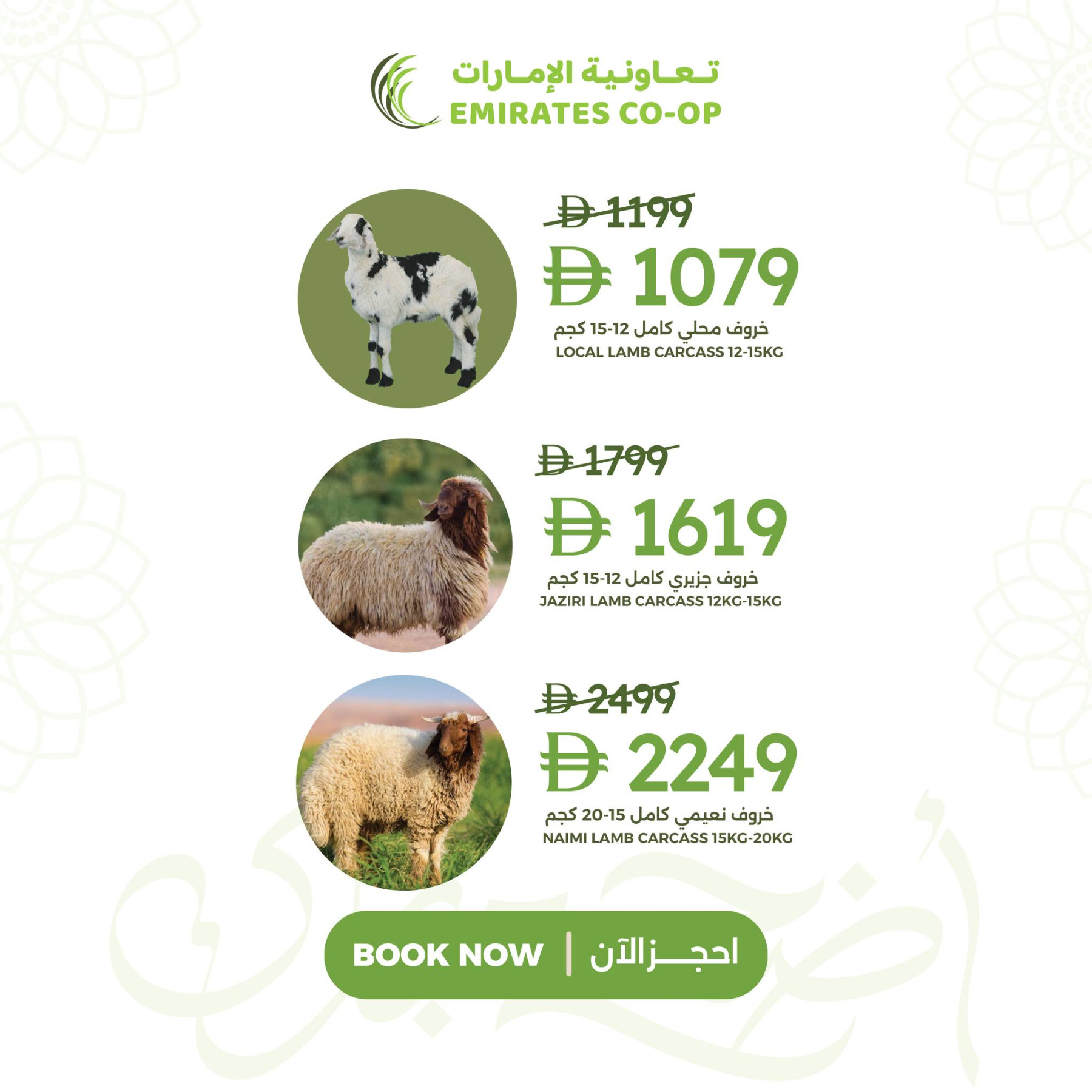 عروض الخراف المحلية والجزيرية والنعيمي