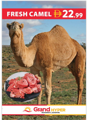 Fresh Camel - Grand Hyper Muhaisnah