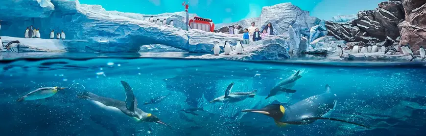 11 Best Things to Do at SeaWorld Abu Dhabi: Rides, Shows & More