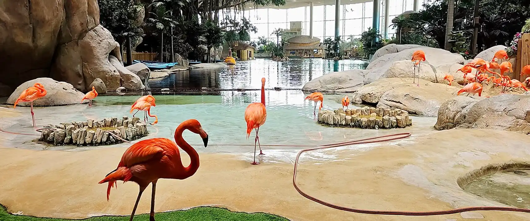 Animal presentations and habitats at SeaWorld Abu Dhabi