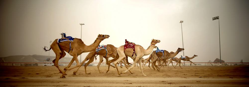 Dubai Camel Racing Track