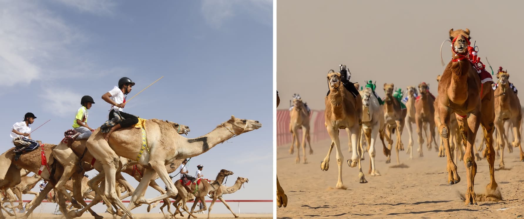 Camel races Al Marmoom Dubai free cultural sporting event desert track