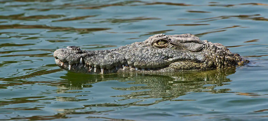 Dubai Crocodile Park: A Fascinating Encounter with Nature