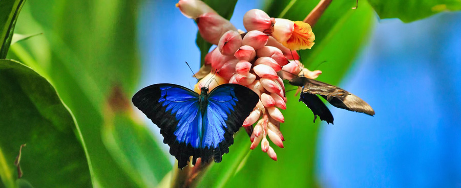 Explore different types of butterflies