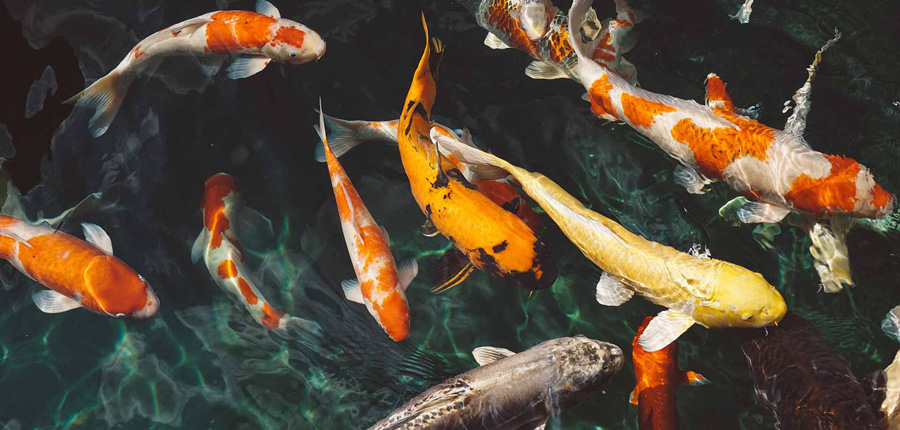Koi pond