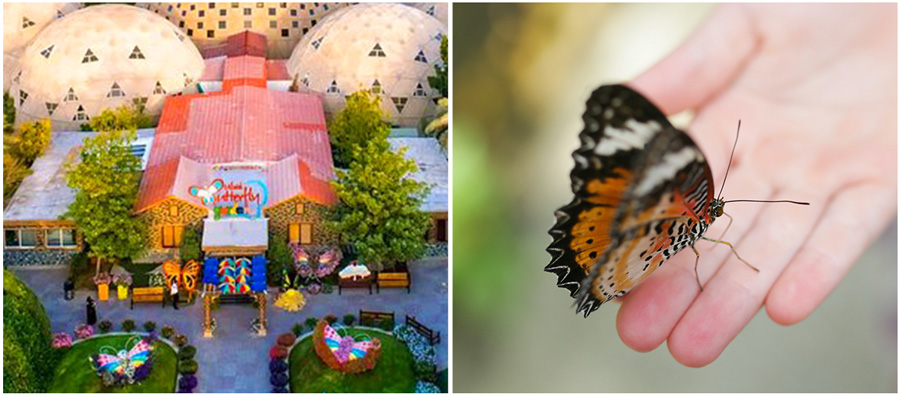 Bottom line: Embrace the wonders of nature at the Butterfly Garden
