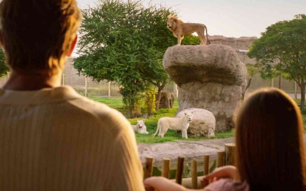 Dubai Safari Park is best visited in winter season