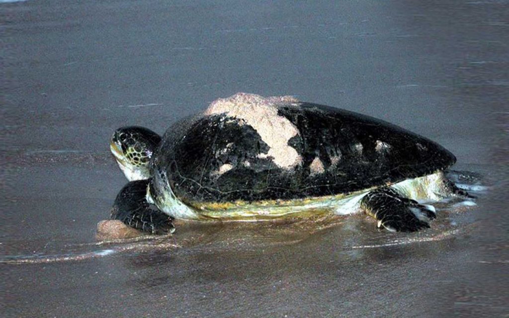 سلحفاة خضراء في محمية رأس الجنز بسلطنة عُمان