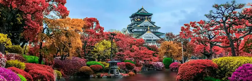 Best Time to Book Cherry Blossom Packages in 2026