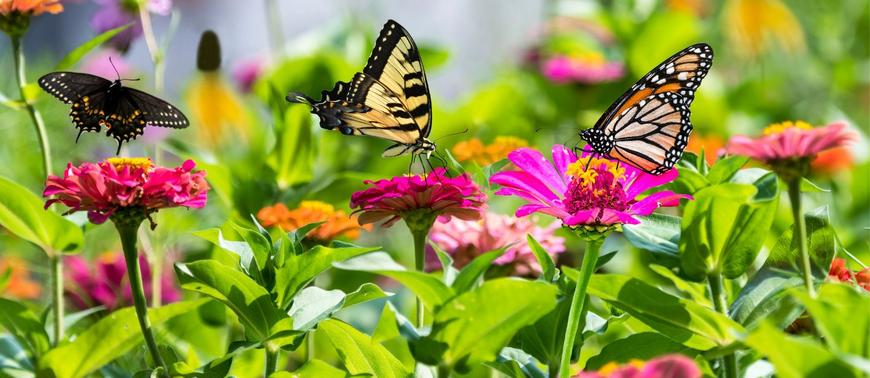 Butterfly Gardens Abu Dhabi: Tickets, Hours & Guide