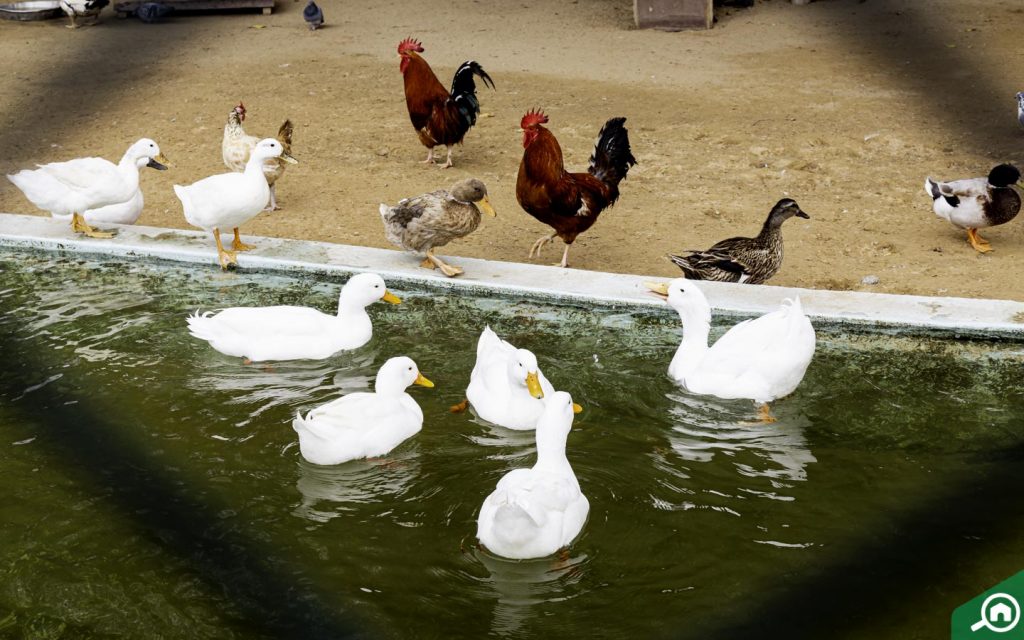 duck pond at Sharjah National Park