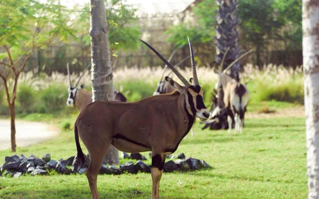 Arabian oryx at Dubai Safari Park