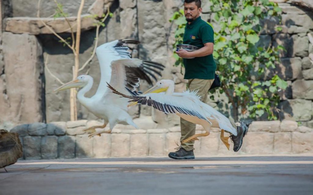 Bird presentation at Dubai Safari Park