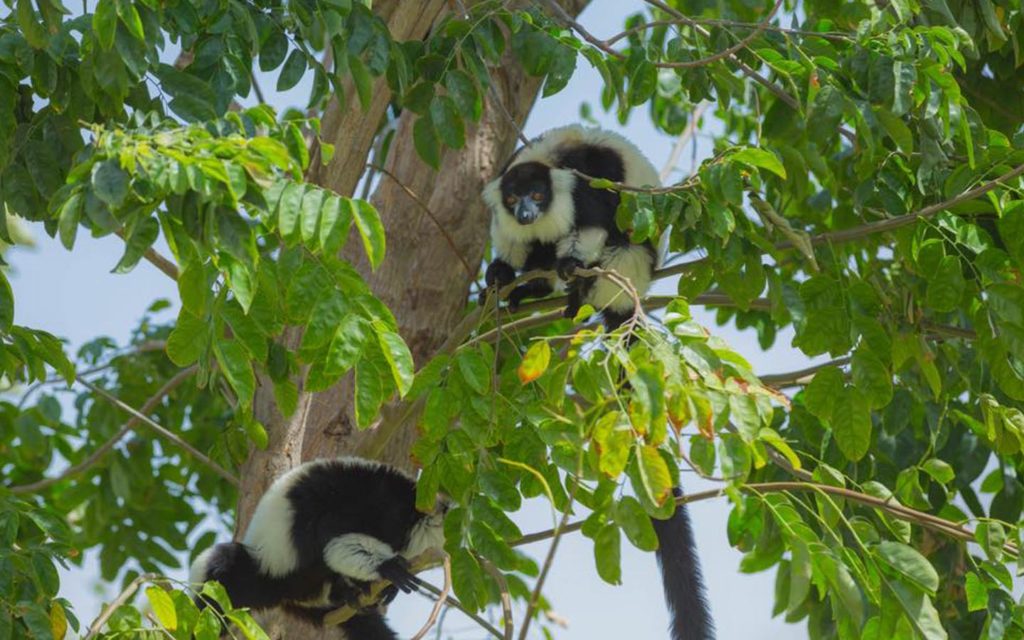 Gibbons at Dubai Safari Park